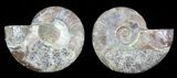 Polished Ammonite Pair - Agatized #68853-1
